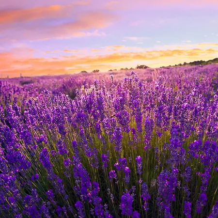 With Bbq In Keszthely-balaton 54366 Apartment *