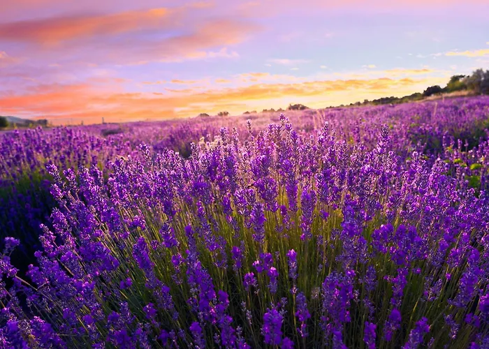 With Bbq In Keszthely-balaton 54366 アパート *