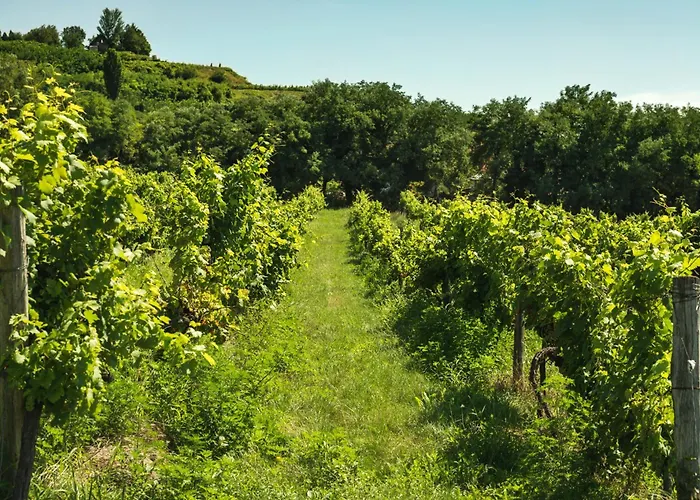 With Bbq In Keszthely-balaton 54366 Appartement